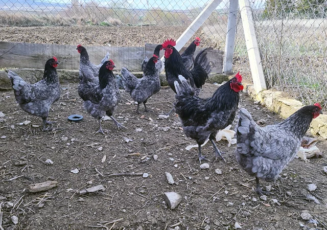 Інкубаційне яйце курей Австралорп: синій, чорний - фото № 1