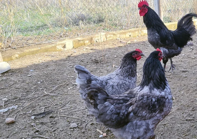 Інкубаційне яйце курей Австралорп: синій, чорний - фото № 2