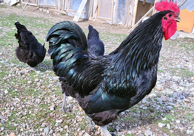 Інкубаційне яйце курей Австралорп: синій, чорний - фото № 3