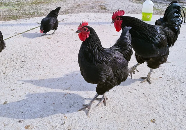 Інкубаційне яйце курей Австралорп: синій, чорний - фото № 5