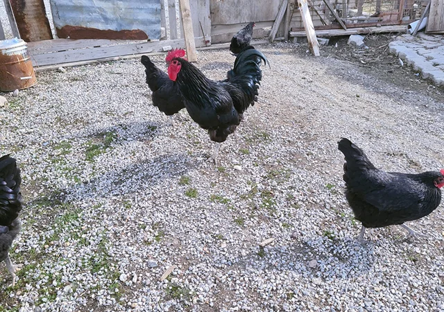 Інкубаційне яйце курей Австралорп: синій, чорний - фото № 6