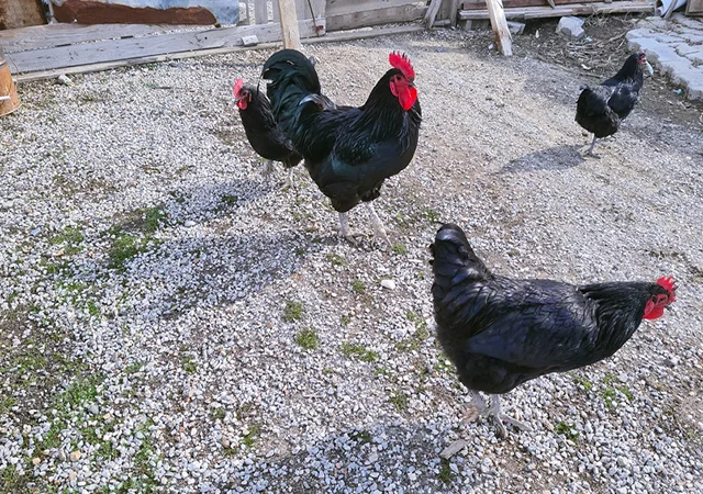 Інкубаційне яйце курей Австралорп: синій, чорний - фото № 7