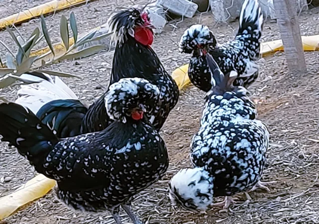 Інкубаційне яйце курей Голландська білохохла: чорна, мармурова, блакитна - фото № 2