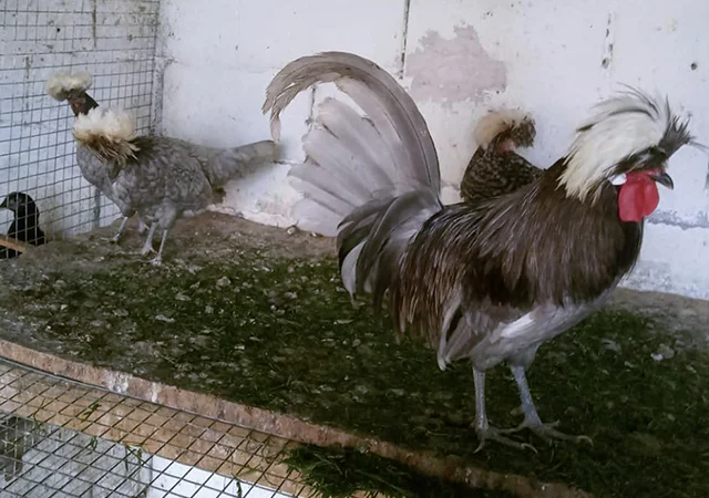 Інкубаційне яйце курей Голландська білохохла: чорна, мармурова, блакитна - фото № 4