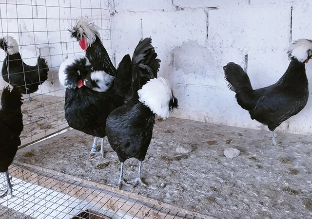 Інкубаційне яйце курей Голландська білохохла: чорна, мармурова, блакитна - фото № 5