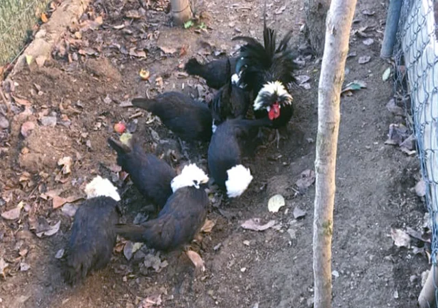 Інкубаційне яйце курей Голландська білохохла: чорна, мармурова, блакитна - фото № 6