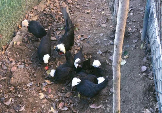 Інкубаційне яйце курей Голландська білохохла: чорна, мармурова, блакитна - фото № 7