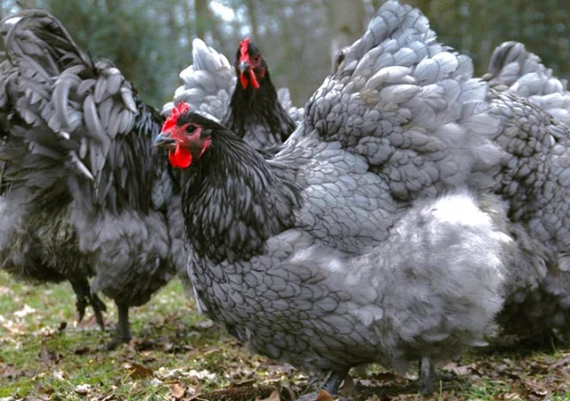 Інкубаційне яйце курей Орпінгтон: фарфоровий, лимон, синій - фото № 1