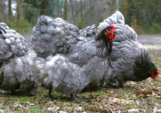 Інкубаційне яйце курей Орпінгтон: фарфоровий, лимон, синій - фото № 3