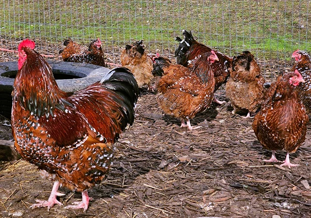 Інкубаційне яйце курей Орпінгтон: фарфоровий, лимон, синій - фото № 5