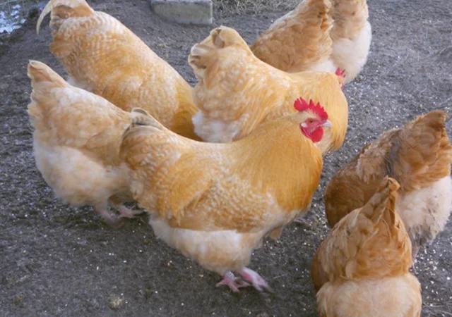 Інкубаційне яйце курей Орпінгтон: фарфоровий, лимон, синій - фото № 6