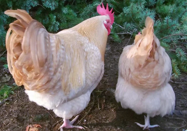 Інкубаційне яйце курей Орпінгтон: фарфоровий, лимон, синій - фото № 7