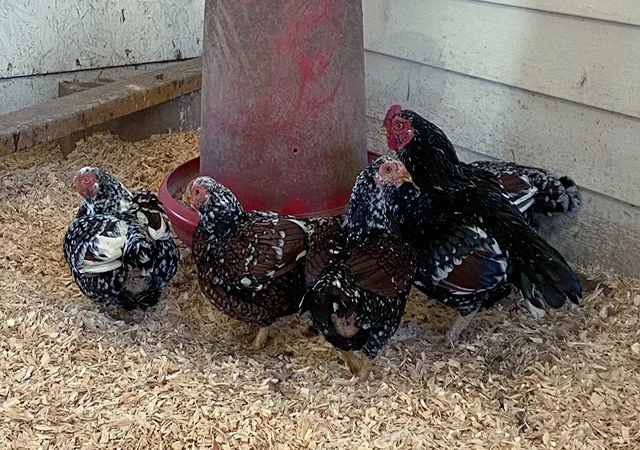 Яйце на інкубацію від породистих курей. Корніш мідній, біло-червоний, фарфоровий - фото № 1