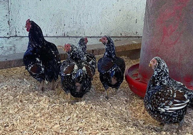 Яйце на інкубацію від породистих курей. Корніш мідній, біло-червоний, фарфоровий - фото № 4