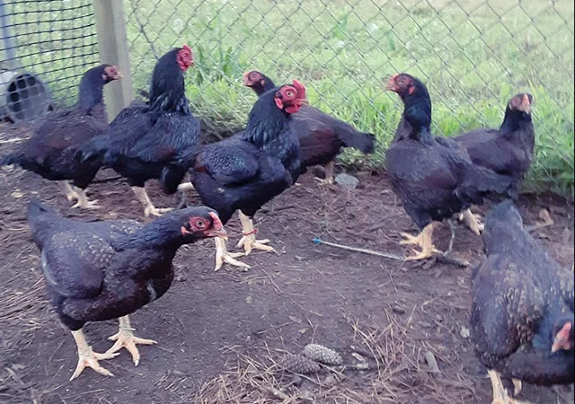 Яйце на інкубацію від породистих курей. Корніш мідній, біло-червоний, фарфоровий - фото № 5