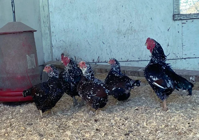 Яйце на інкубацію від породистих курей. Корніш мідній, біло-червоний, фарфоровий - фото № 6