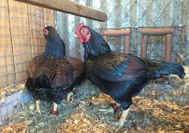 Яйце на інкубацію від породистих курей. Корніш мідній, біло-червоний, фарфоровий - фото № 7