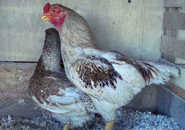 Яйце на інкубацію від породистих курей. Корніш мідній, біло-червоний, фарфоровий - фото № 8