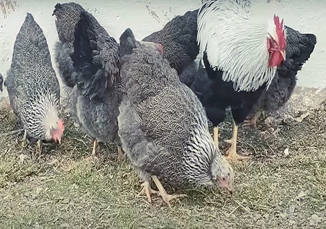 Яйце на інкубацію від породистих курей. Плімутрок білий, золото, срібло - фото № 1