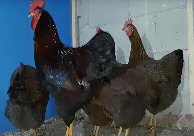 Яйце на інкубацію від породистих курей. Плімутрок білий, золото, срібло - фото № 2