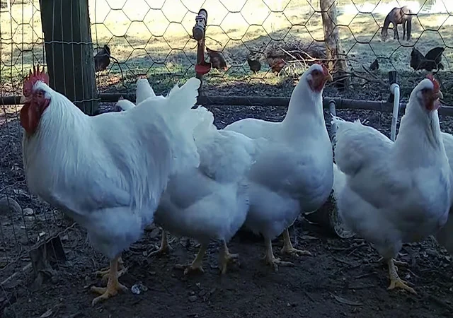 Яйце на інкубацію від породистих курей. Плімутрок білий, золото, срібло - фото № 3