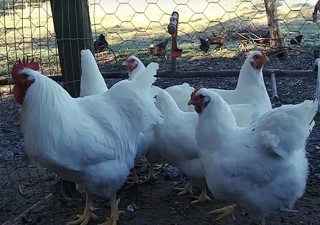 Яйце на інкубацію від породистих курей. Плімутрок білий, золото, срібло - фото № 5