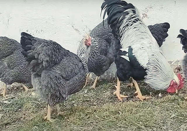 Яйце на інкубацію від породистих курей. Плімутрок білий, золото, срібло - фото № 6