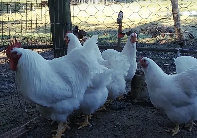 Яйце на інкубацію від породистих курей. Плімутрок білий, золото, срібло - фото № 7