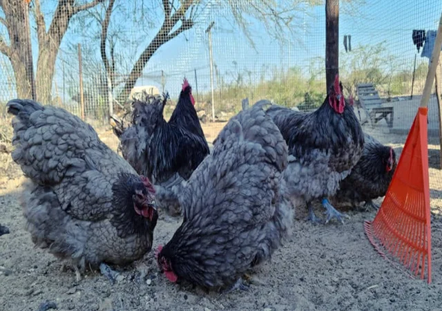 Яйце на інкубацію від породистих курей. Орпінгтон блакитний, лавандовий, шоколадний - фото № 1
