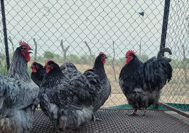 Яйце на інкубацію від породистих курей. Орпінгтон блакитний, лавандовий, шоколадний - фото № 2