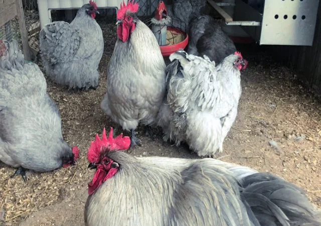 Яйце на інкубацію від породистих курей. Орпінгтон блакитний, лавандовий, шоколадний - фото № 3