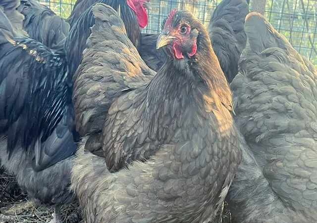 Яйце на інкубацію від породистих курей. Орпінгтон блакитний, лавандовий, шоколадний - фото № 4