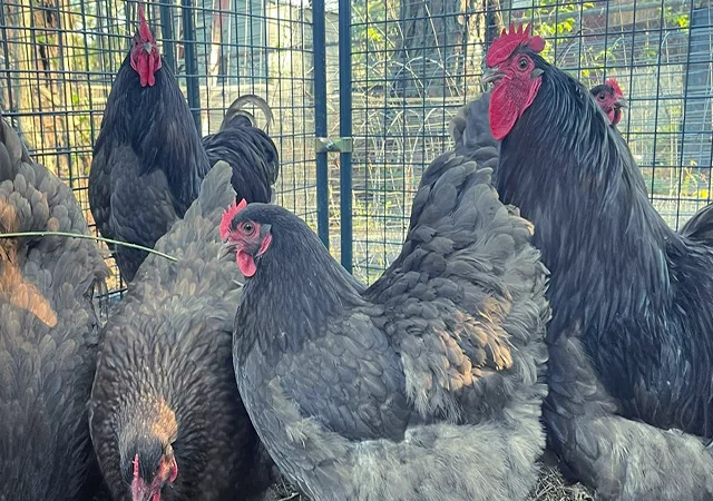 Яйце на інкубацію від породистих курей. Орпінгтон блакитний, лавандовий, шоколадний - фото № 5