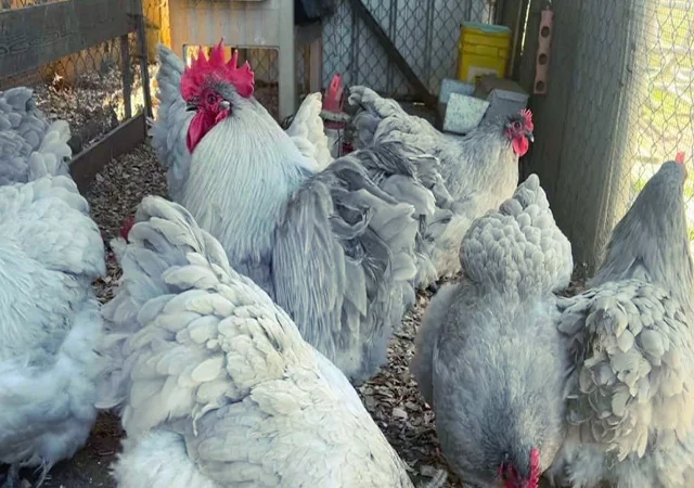 Яйце на інкубацію від породистих курей. Орпінгтон блакитний, лавандовий, шоколадний - фото № 6