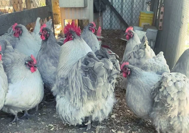 Яйце на інкубацію від породистих курей. Орпінгтон блакитний, лавандовий, шоколадний - фото № 7