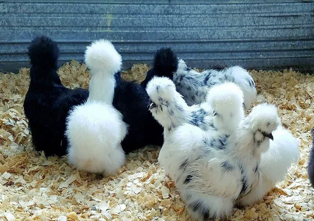 Яйце на інкубацію від породистих курей. Китайські шовкові палева, спліш, чорна - фото № 1