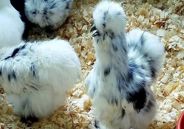 Яйце на інкубацію від породистих курей. Китайські шовкові палева, спліш, чорна - фото № 2