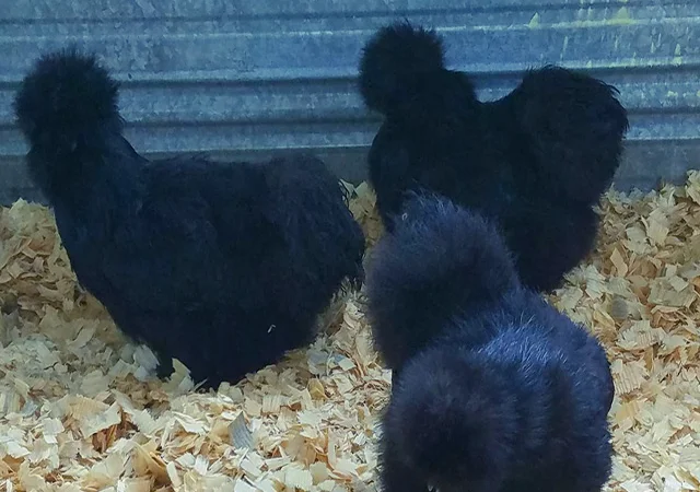 Яйце на інкубацію від породистих курей. Китайські шовкові палева, спліш, чорна - фото № 4