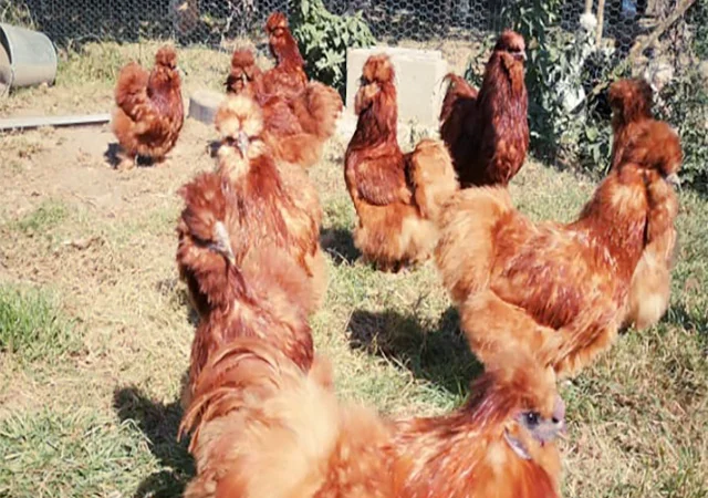 Яйце на інкубацію від породистих курей. Китайські шовкові палева, спліш, чорна - фото № 5