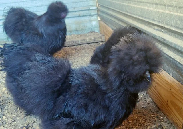 Яйце на інкубацію від породистих курей. Китайські шовкові палева, спліш, чорна - фото № 6