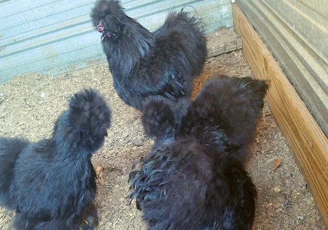 Яйце на інкубацію від породистих курей. Китайські шовкові палева, спліш, чорна - фото № 7