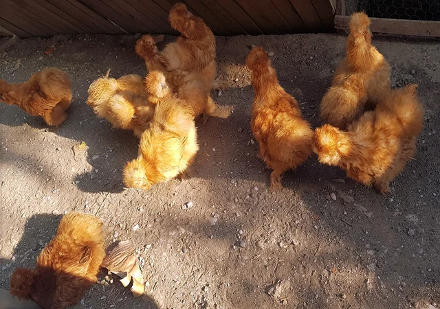 Інкубаційне яйце (курчата). Китайська шовкова: шоколад, палева, спліш - фото № 1