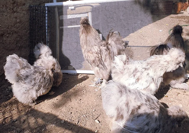 Інкубаційне яйце (курчата). Китайська шовкова: шоколад, палева, спліш - фото № 2