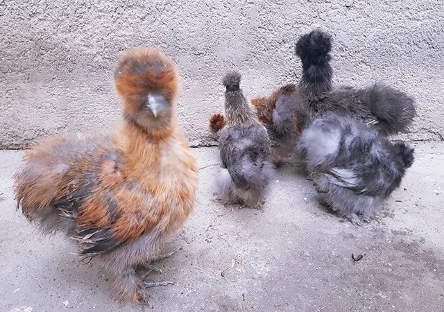 Інкубаційне яйце (курчата). Китайська шовкова: шоколад, палева, спліш - фото № 3