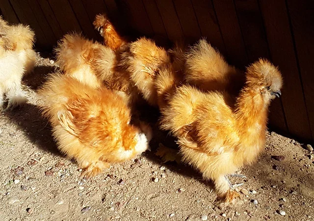 Інкубаційне яйце (курчата). Китайська шовкова: шоколад, палева, спліш - фото № 4