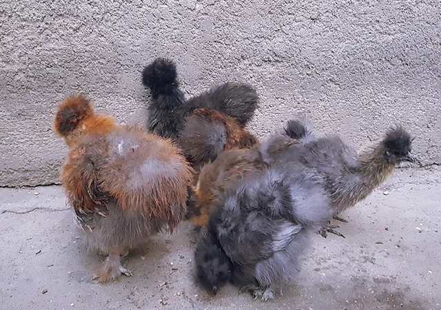 Інкубаційне яйце (курчата). Китайська шовкова: шоколад, палева, спліш - фото № 5