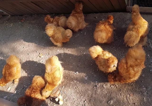 Інкубаційне яйце (курчата). Китайська шовкова: шоколад, палева, спліш - фото № 6