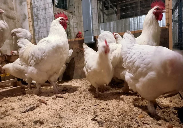 Інкубаційне яйце (курчата). Мехеленська зозуля (малин): смугаста, біла - фото № 2