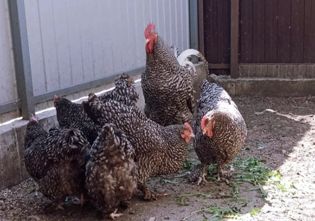 Інкубаційне яйце (курчата). Мехеленська зозуля (малин): смугаста, біла - фото № 3