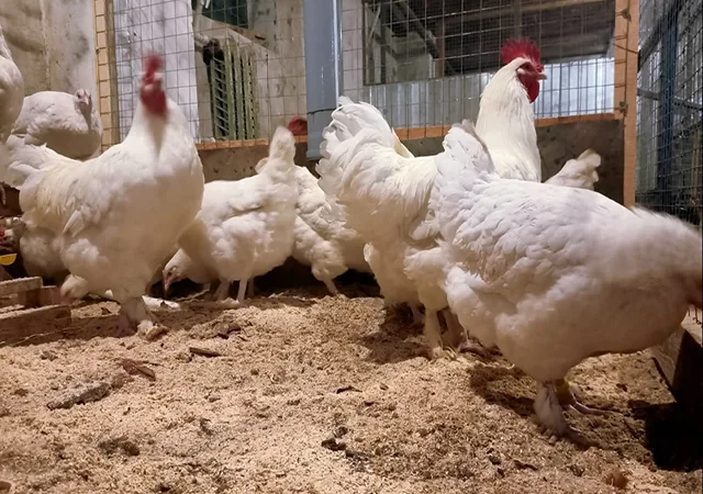 Інкубаційне яйце (курчата). Мехеленська зозуля (малин): смугаста, біла - фото № 4